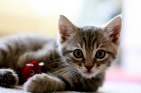 /album/tudosobrecachorrosegatos/gato-n-1-jpg/